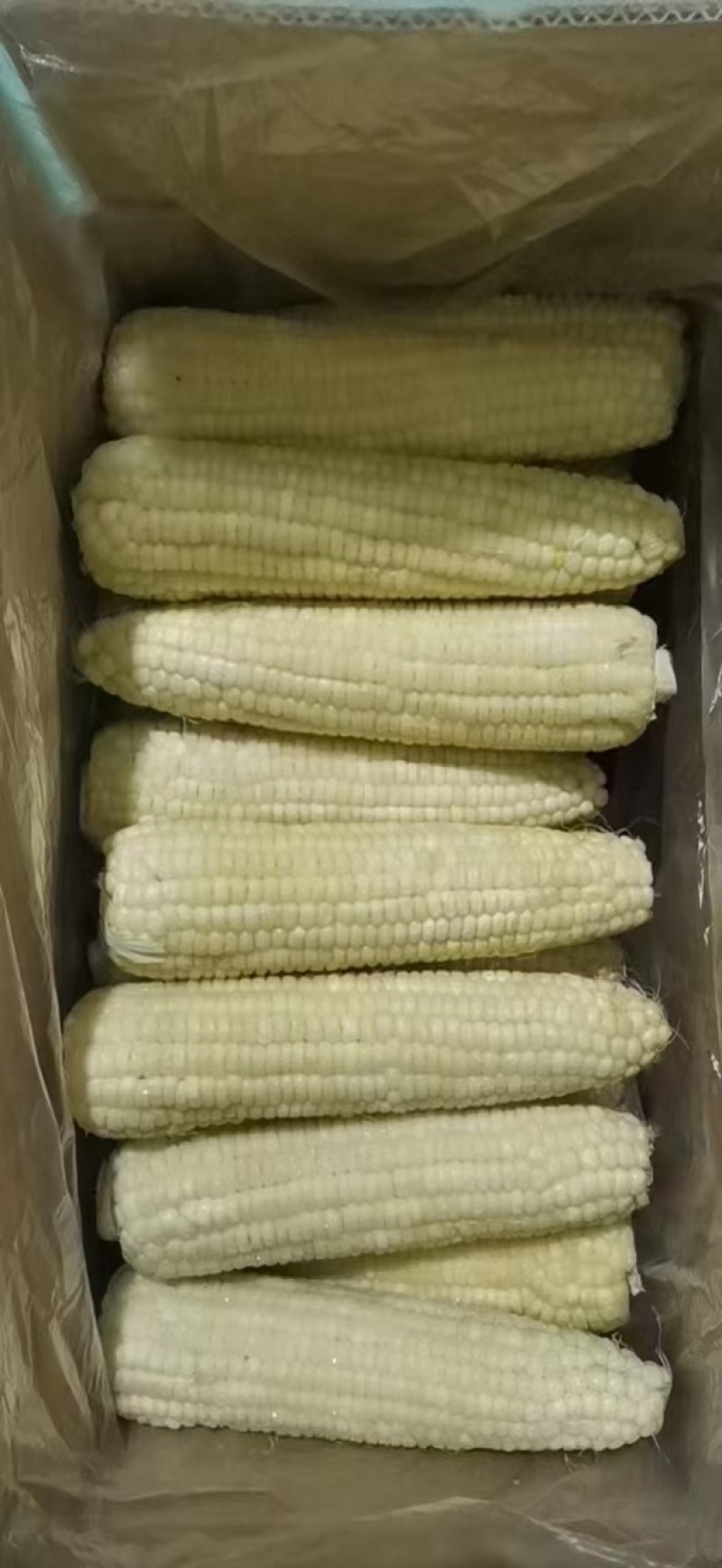 东北糯玉米