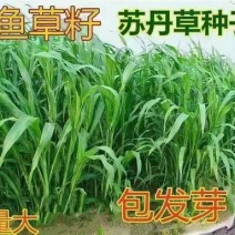 鱼草种籽四季苏丹草种籽高产牧草种子高丹王草播种喂鸡鸭羊牛