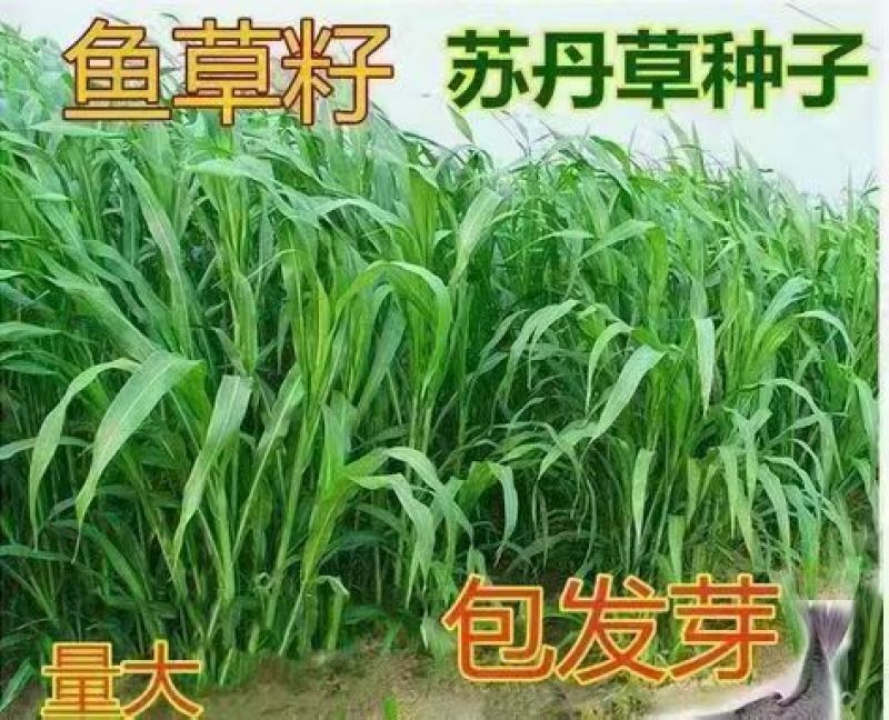 鱼草种籽四季苏丹草种籽高产牧草种子高丹王草播种喂鸡鸭羊牛