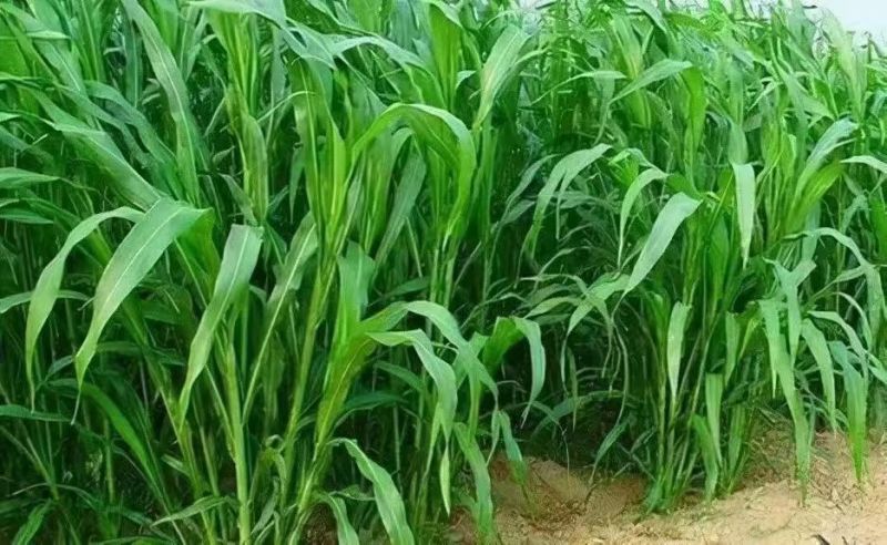 鱼草种籽四季苏丹草种籽高产牧草种子高丹王草播种喂鸡鸭羊牛