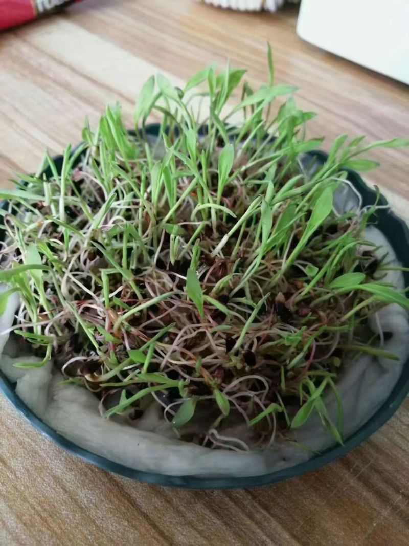 鱼草种籽四季苏丹草种籽高产牧草种子高丹王草播种喂鸡鸭羊牛