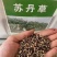 鱼草种籽四季苏丹草种籽高产牧草种子高丹王草播种喂鸡鸭羊牛