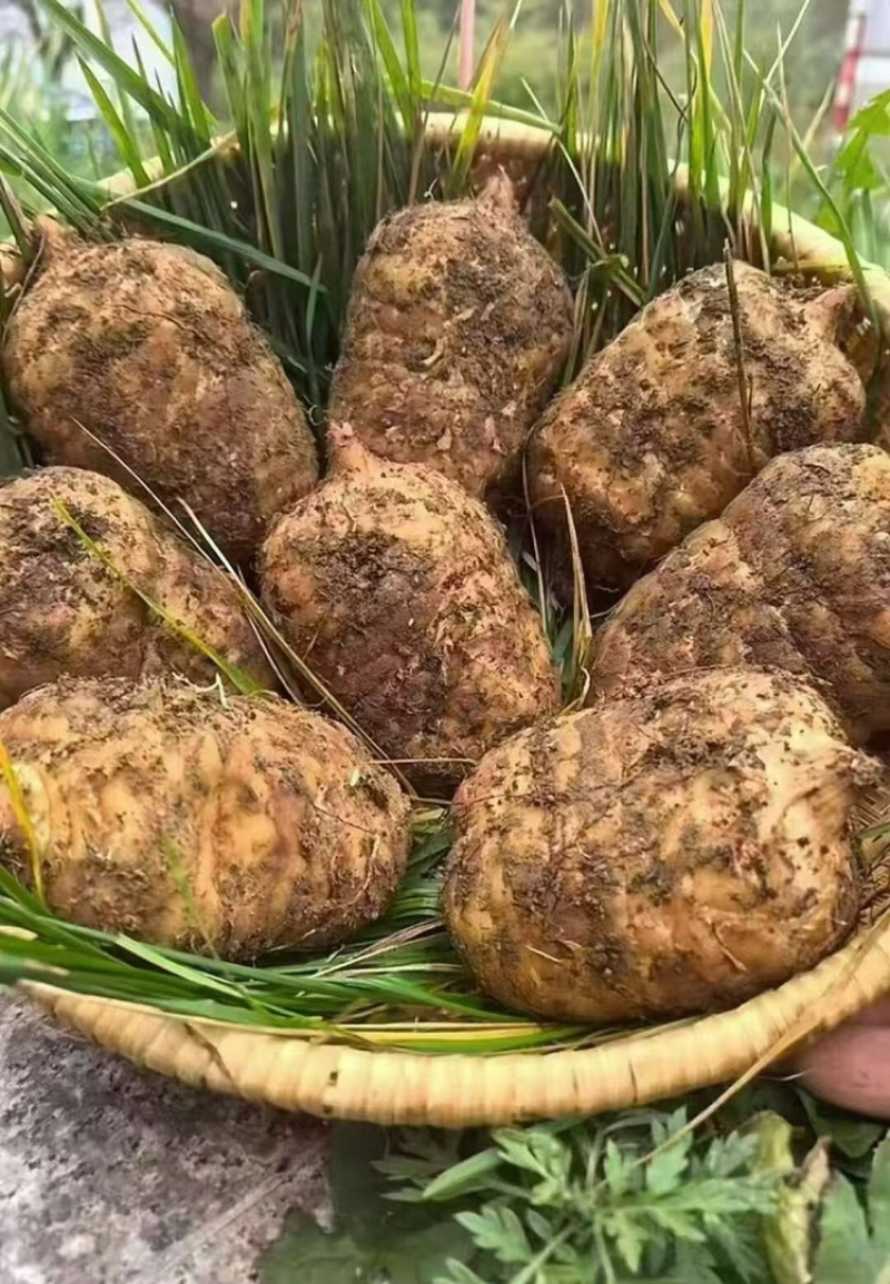 天麻大量有货基地直供品质优可视频看货欢迎咨询来电