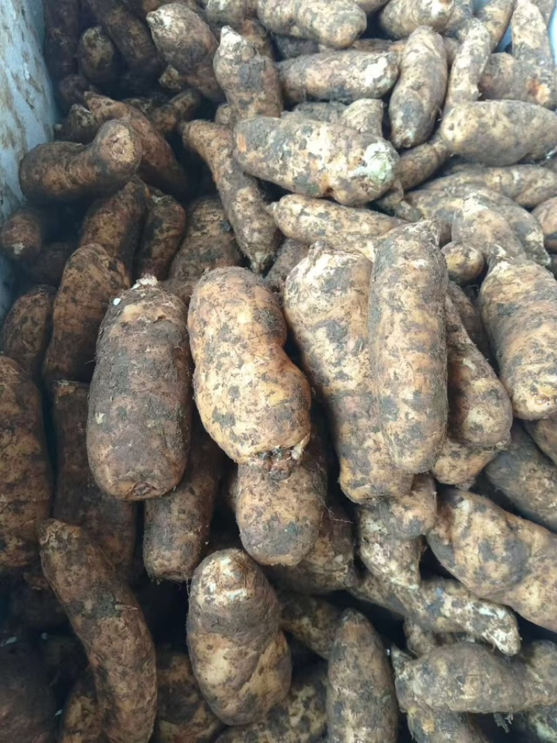 天麻大量有货基地直供品质优可视频看货欢迎咨询来电