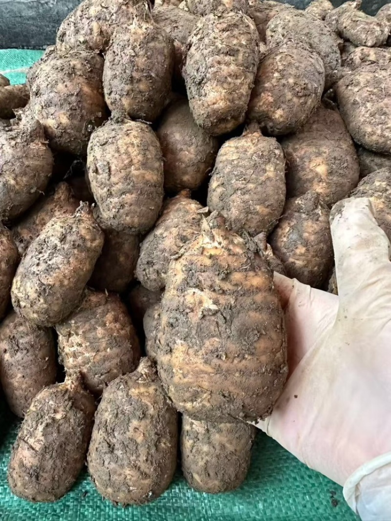 天麻大量有货基地直供品质优可视频看货欢迎咨询来电