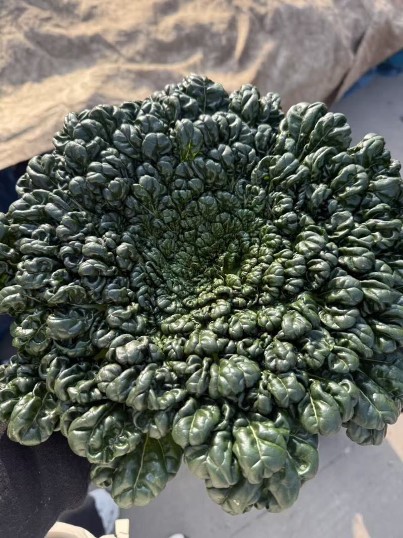 乌塔菜