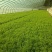 精品茴香货源充足量大从优质量保证产地供应诚信经欢迎咨询