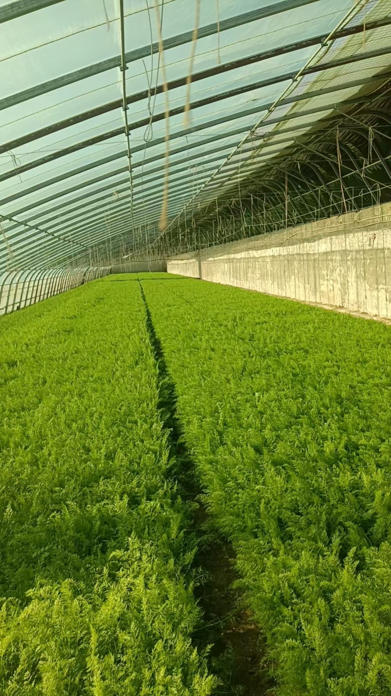 精品茴香货源充足量大从优质量保证产地供应诚信经欢迎咨询