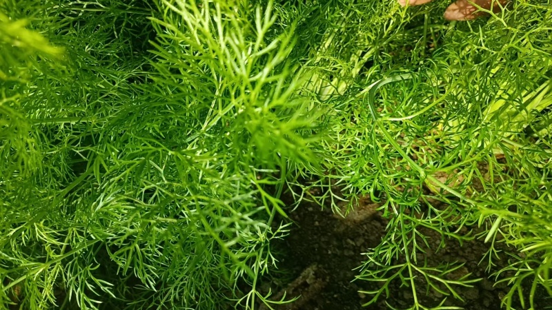 精品茴香货源充足量大从优质量保证产地供应诚信经欢迎咨询