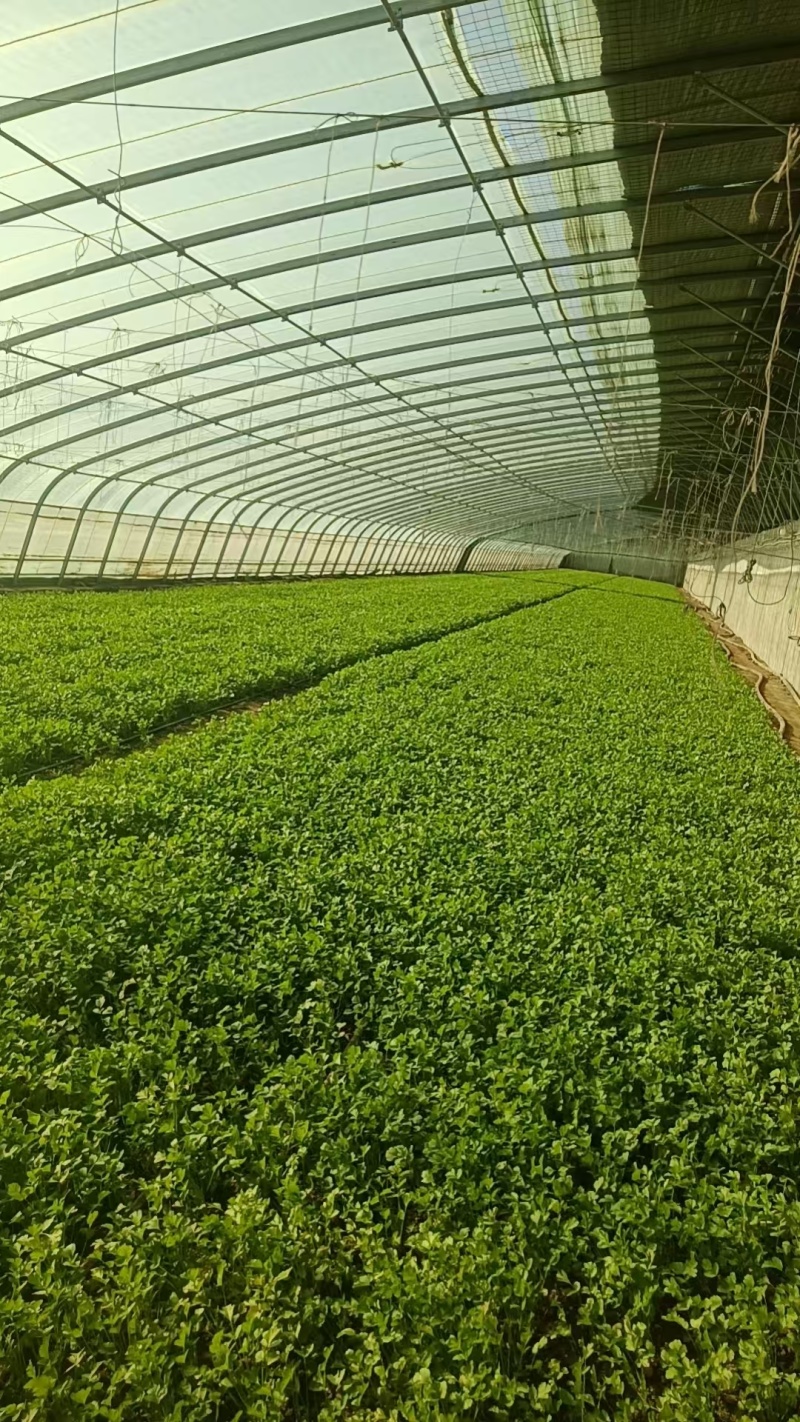 精品茴香货源充足量大从优质量保证产地供应诚信经欢迎咨询