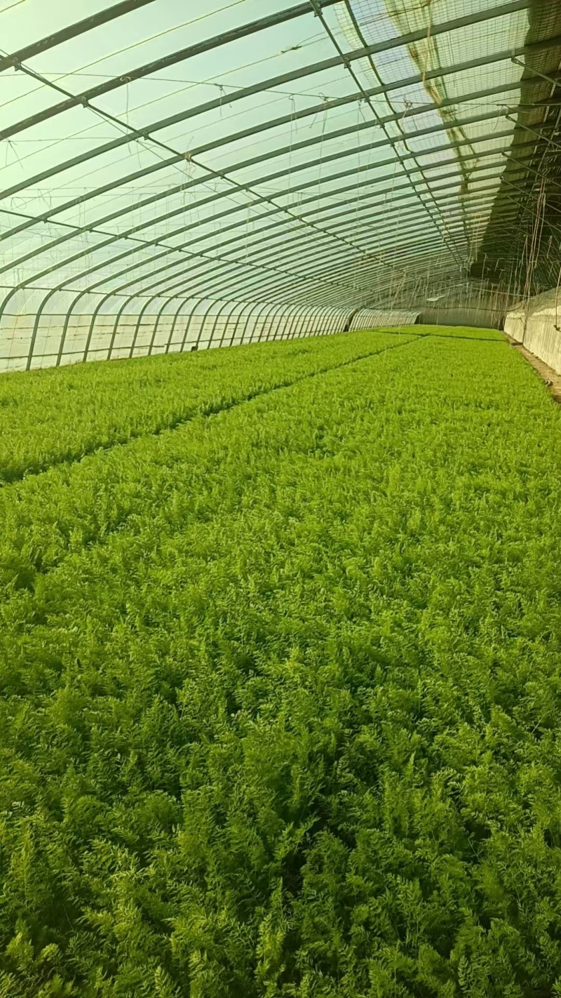 精品茴香货源充足量大从优质量保证产地供应诚信经欢迎咨询