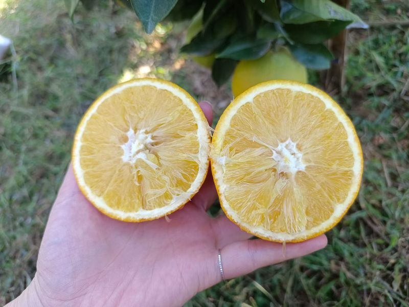 赣南脐橙