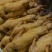 熟食源头工厂，盐水鸭10元一只
