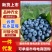 云南高山蓝莓