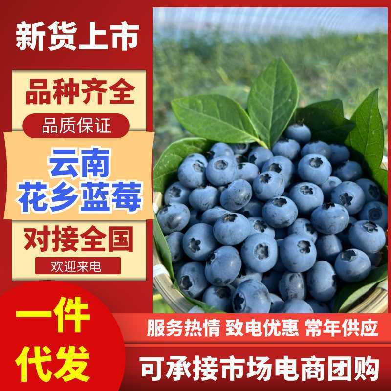 云南高山蓝莓