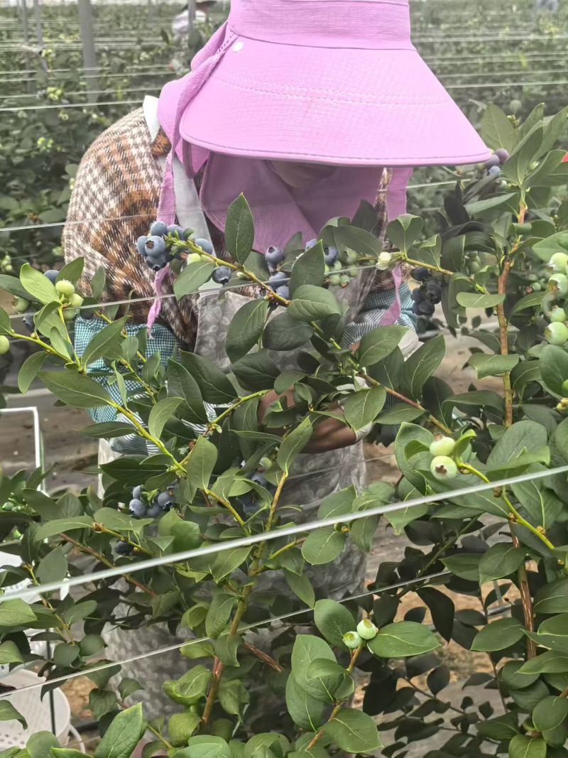 云南高山蓝莓