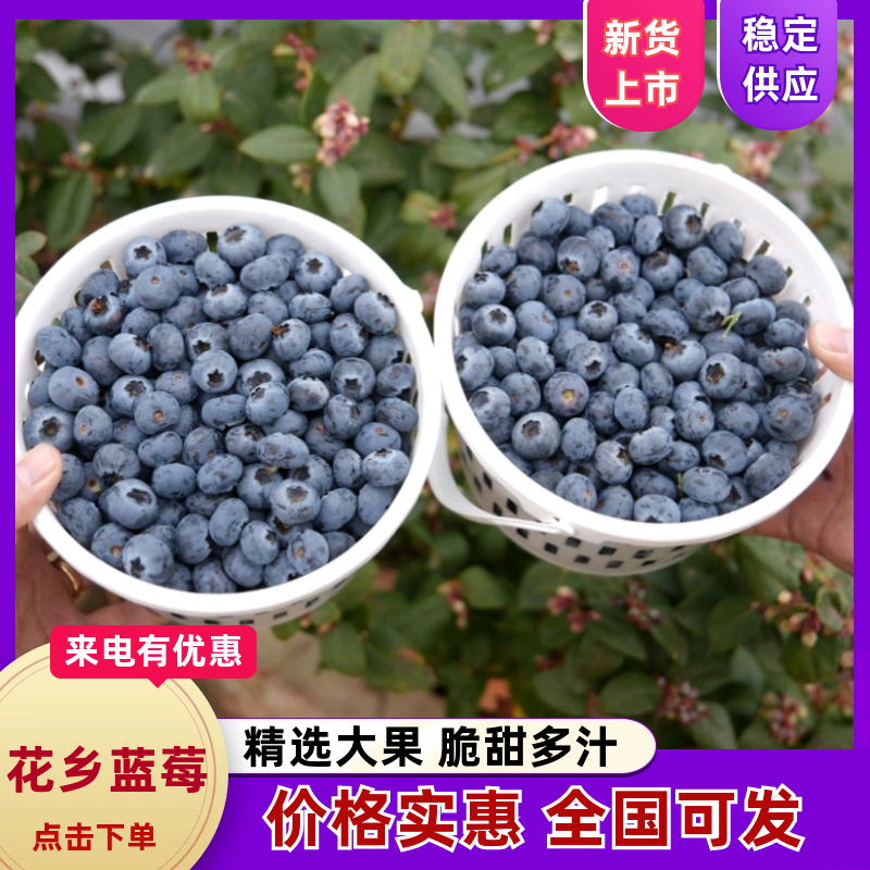 云南高山蓝莓