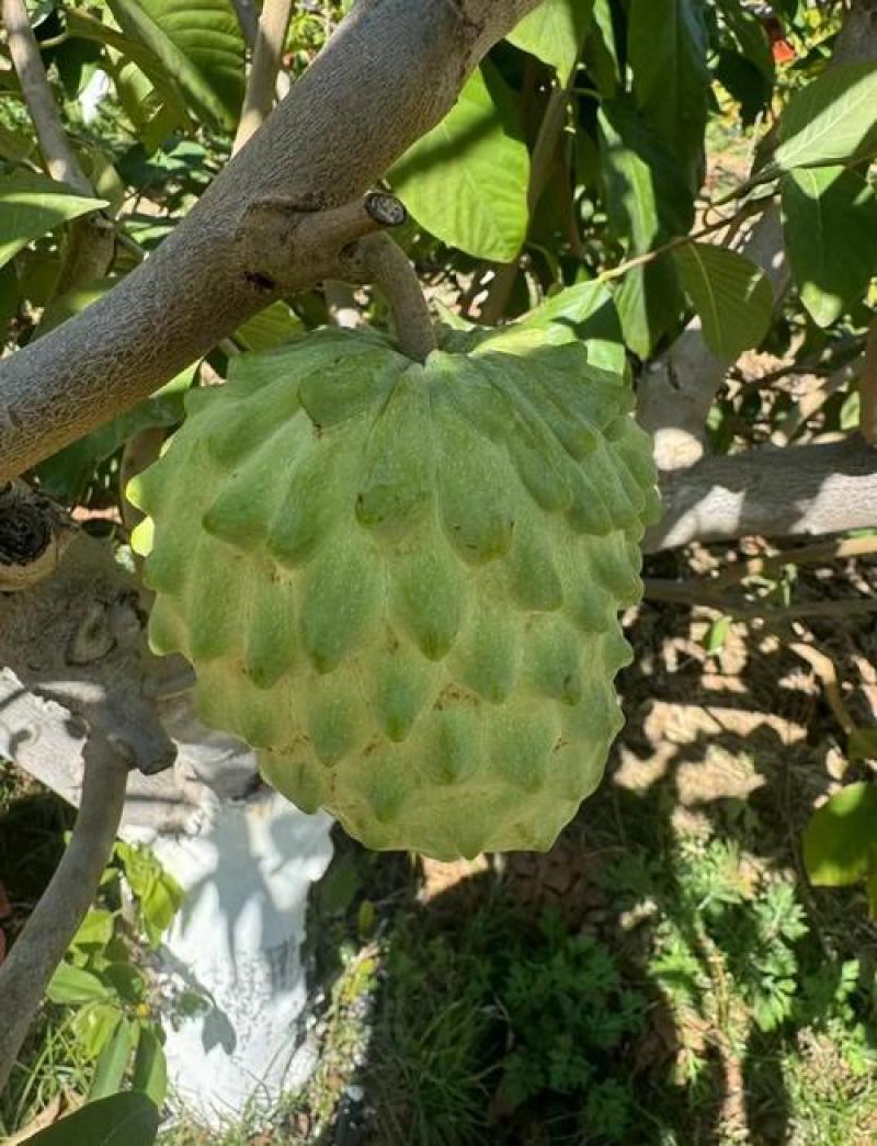 凤梨释迦果