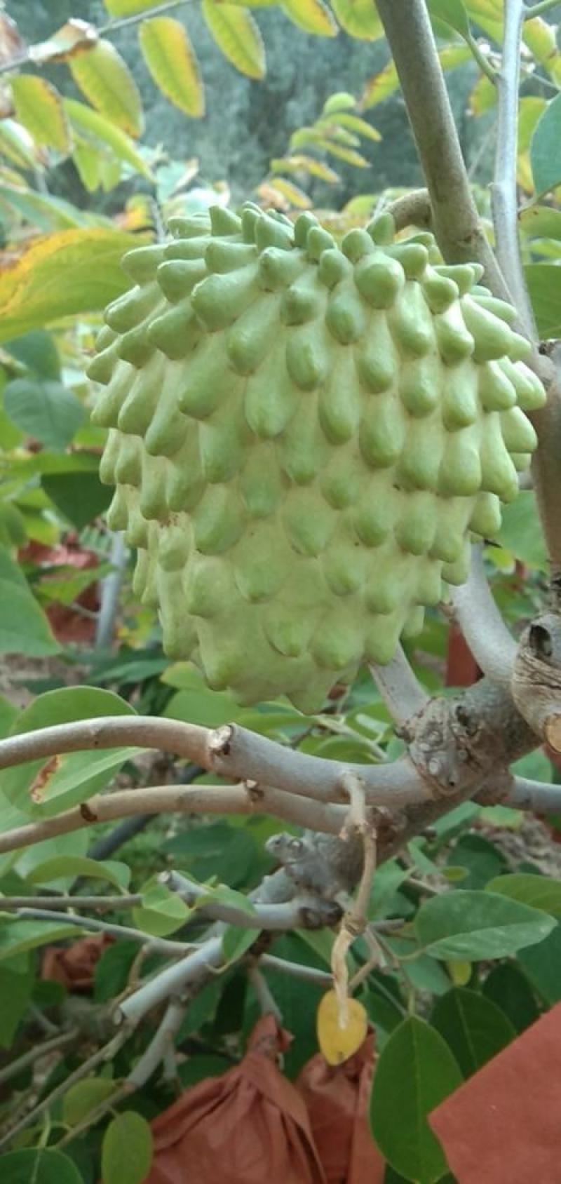 凤梨释迦果