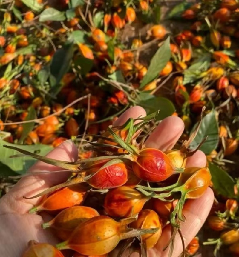 栀子花种子自然晒干品质保证提供技术全国发货来电咨询