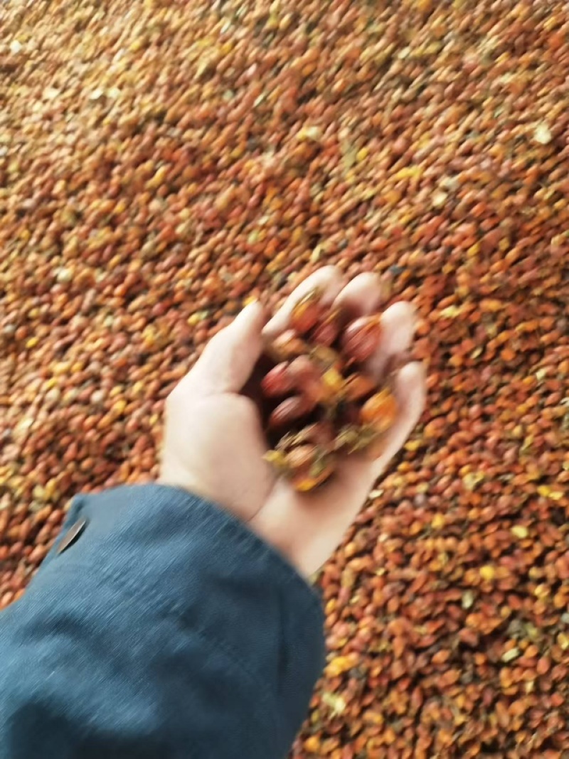 栀子花种子自然晒干品质保证提供技术全国发货来电咨询