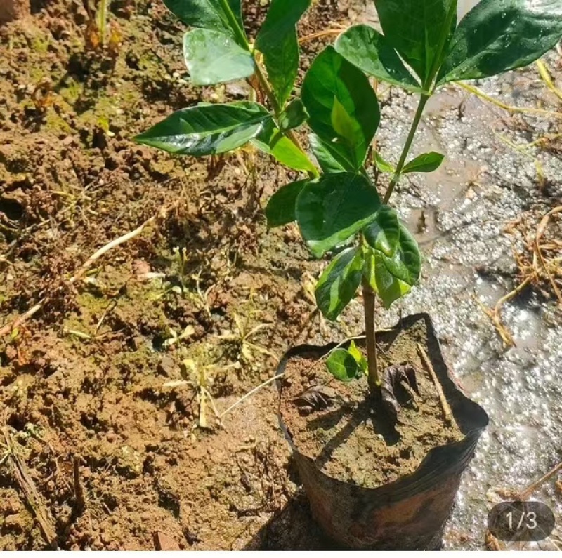 栀子花种子自然晒干品质保证提供技术全国发货来电咨询