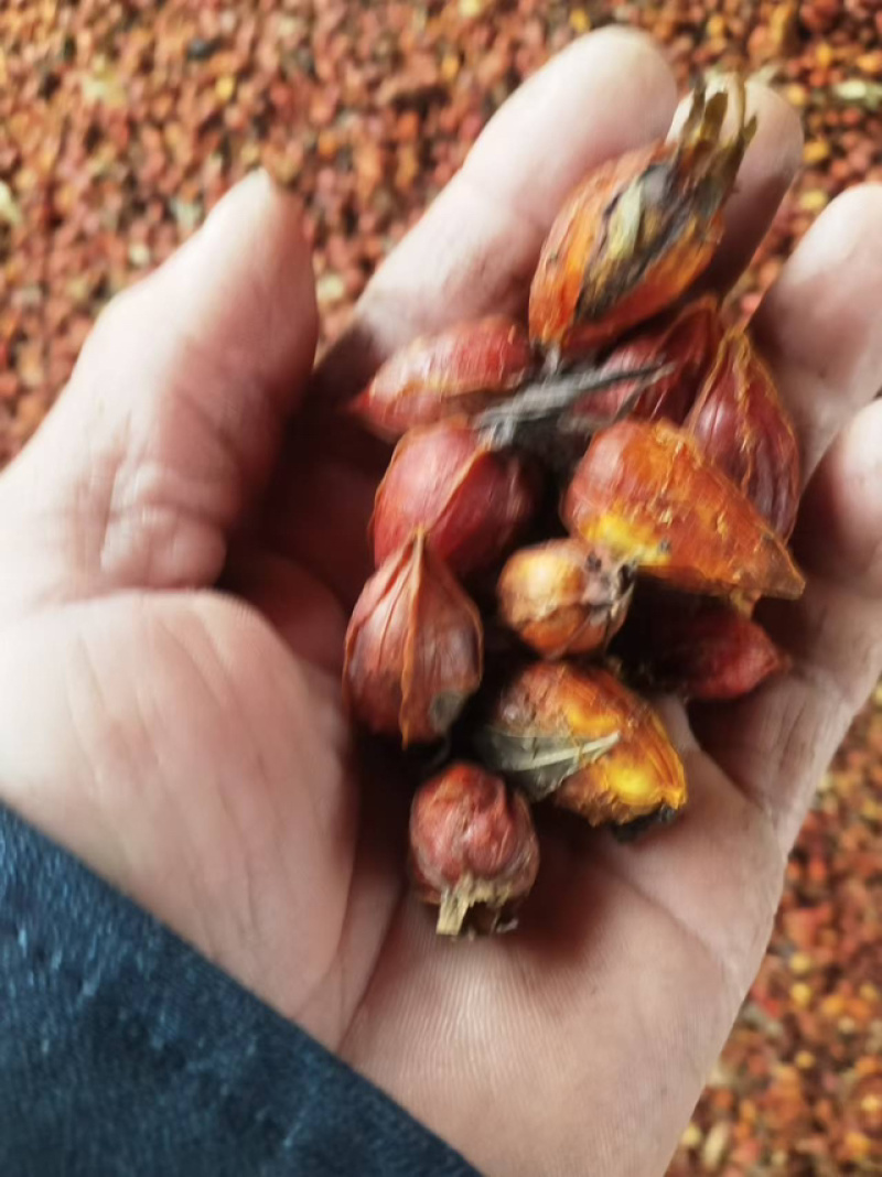 栀子花种子自然晒干品质保证提供技术全国发货来电咨询