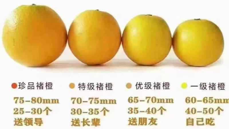 一件代发/批发褚橙果肉细腻多汁纯甜入口清香回甘清爽无比