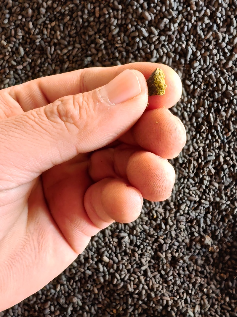 五灵脂，正品，饮片规格，过3号筛