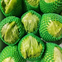 河北唐山暖棚，圆生菜，颜色绿，精品西生菜，