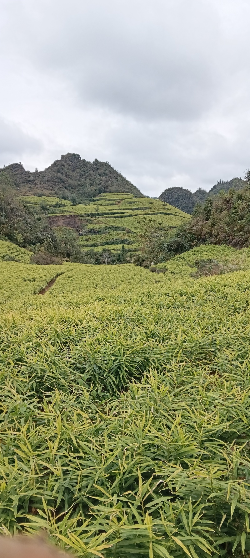 文山富宁县湖南二号小黄姜生姜平头姜辣度香浓