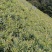 文山富宁县湖南二号小黄姜生姜平头姜辣度香浓
