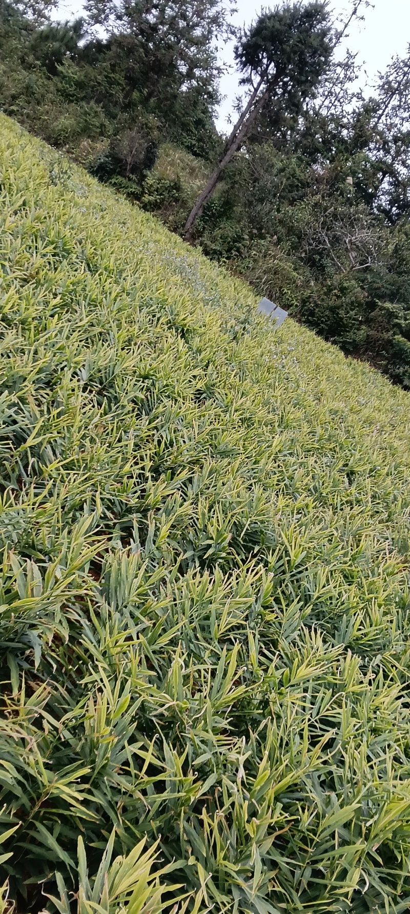 文山富宁县湖南二号小黄姜生姜平头姜辣度香浓