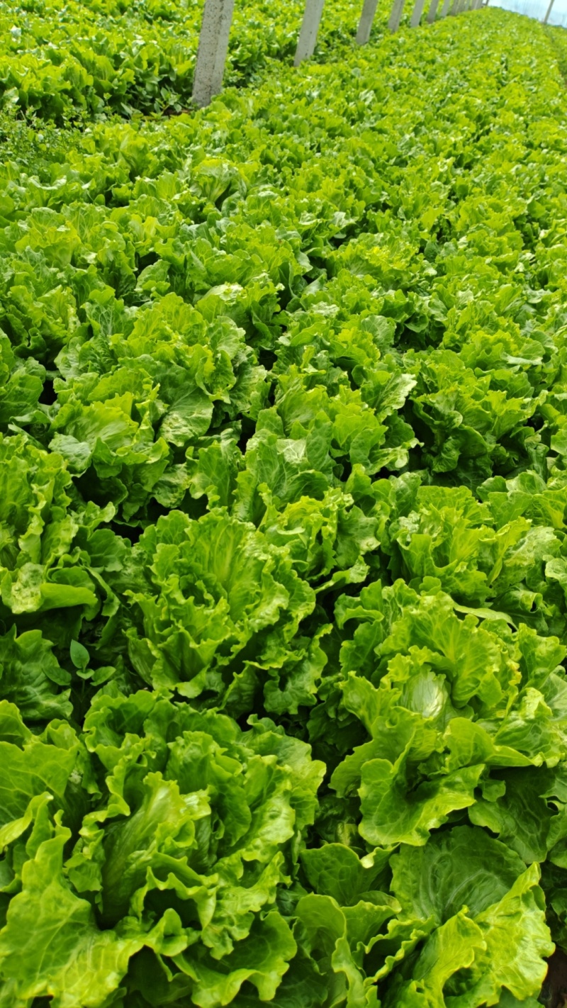 意大利生菜