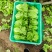 意大利生菜