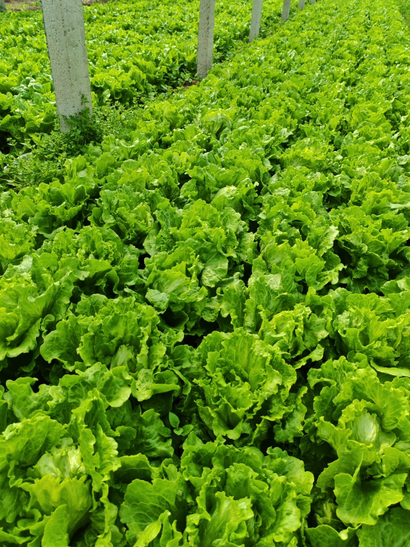 意大利生菜