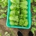 意大利生菜