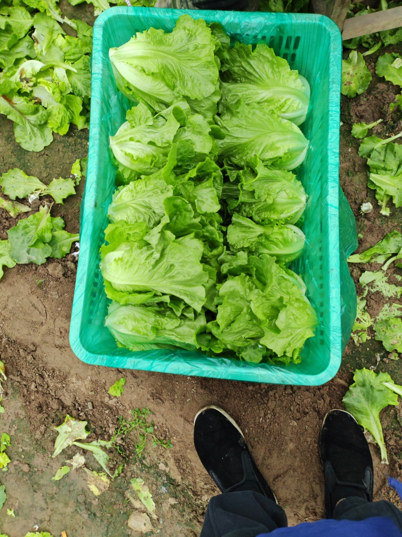 意大利生菜
