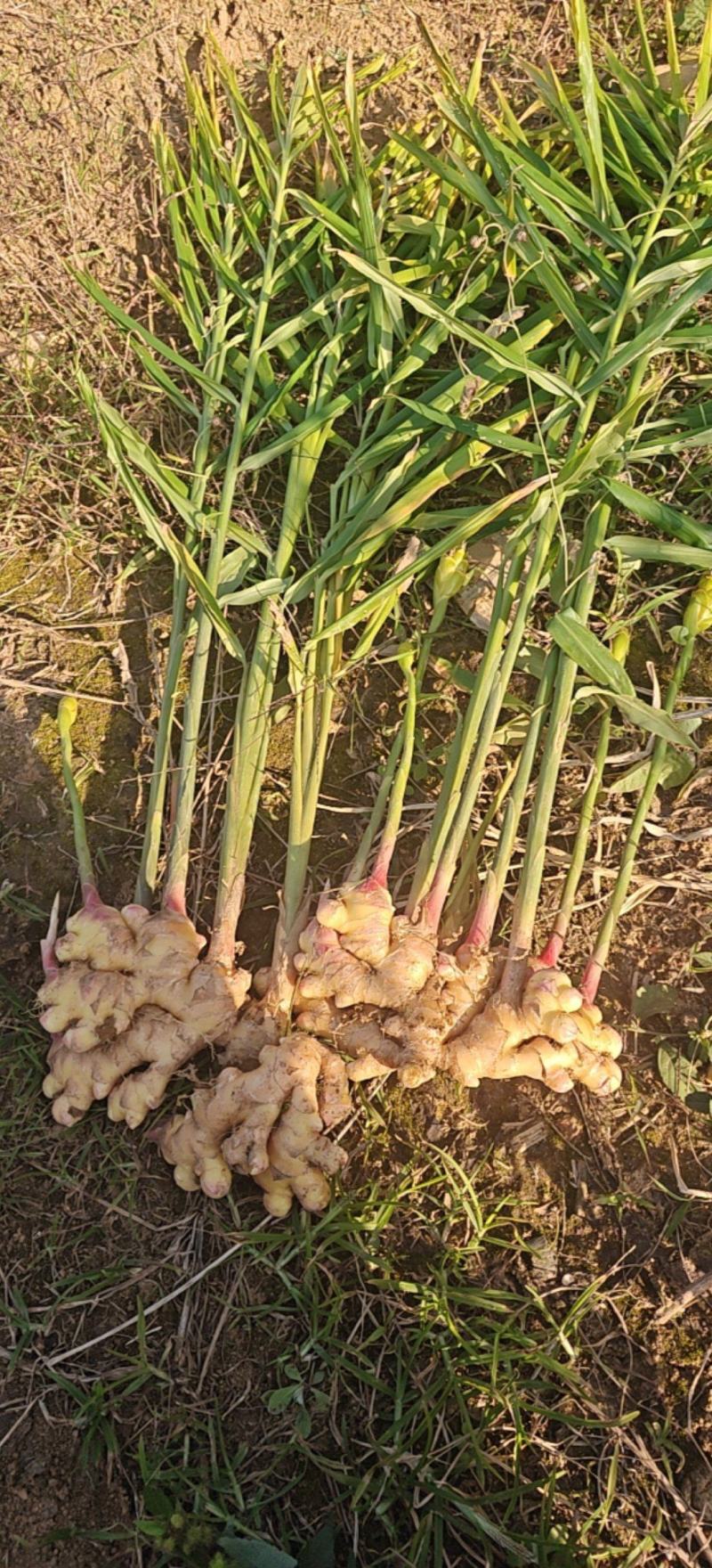 最后几吨，现要现挖