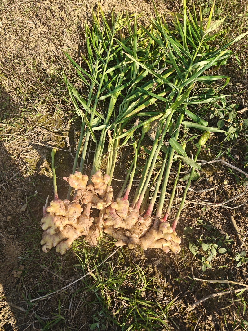 最后几吨，现要现挖