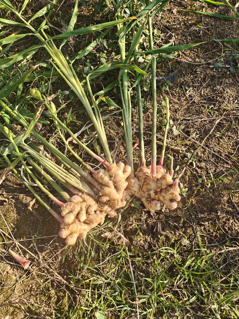 最后几吨，现要现挖
