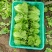 意大利生菜