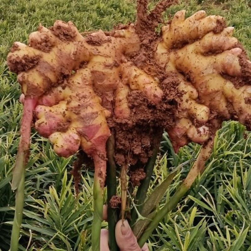 文山富宁县湖南二号小黄姜生姜平头姜辣度香浓