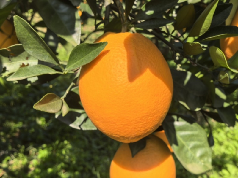 纽荷尔脐橙🍊橙子汁多味美产地直销量大从优可视频看货