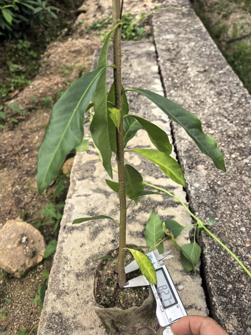 清流县木荷杯苗直销