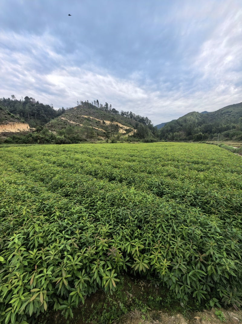 清流县木荷杯苗直销