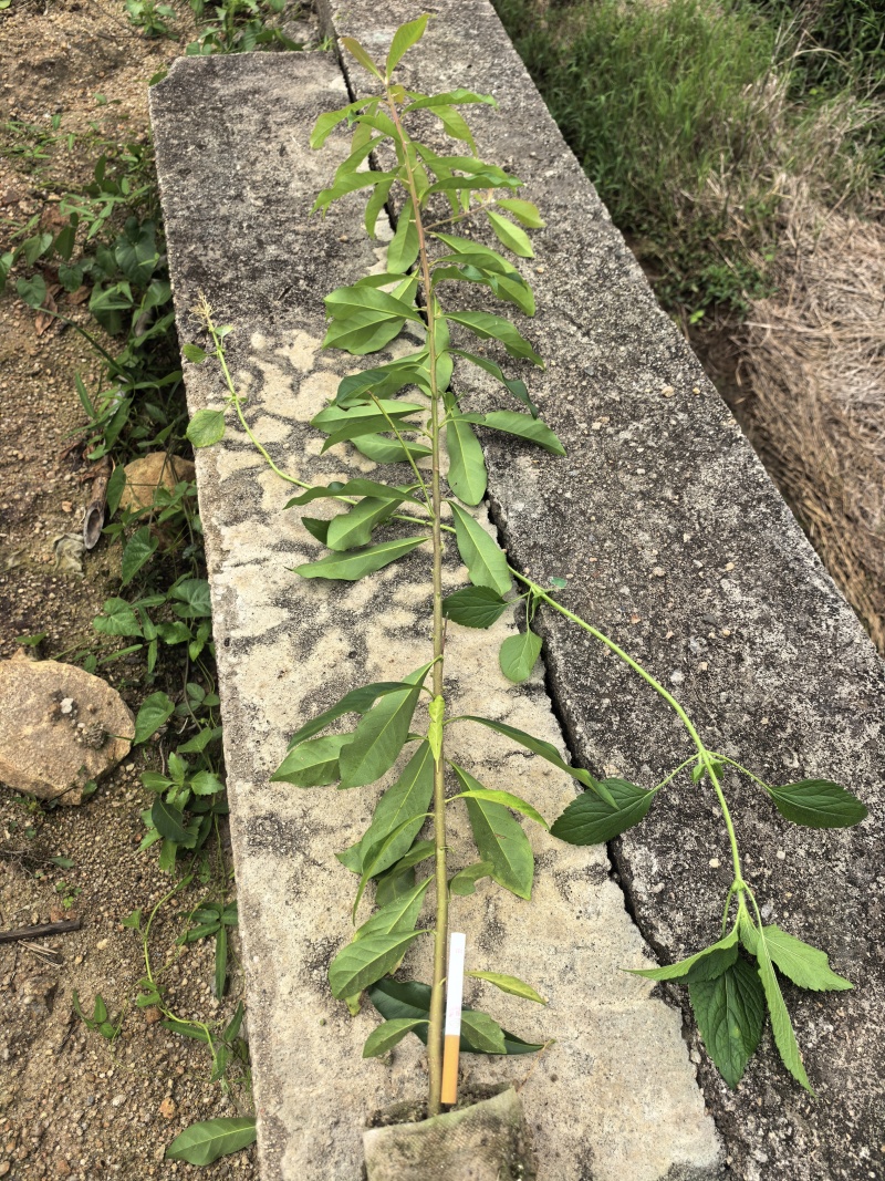 清流县木荷杯苗直销