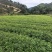 清流县木荷杯苗直销