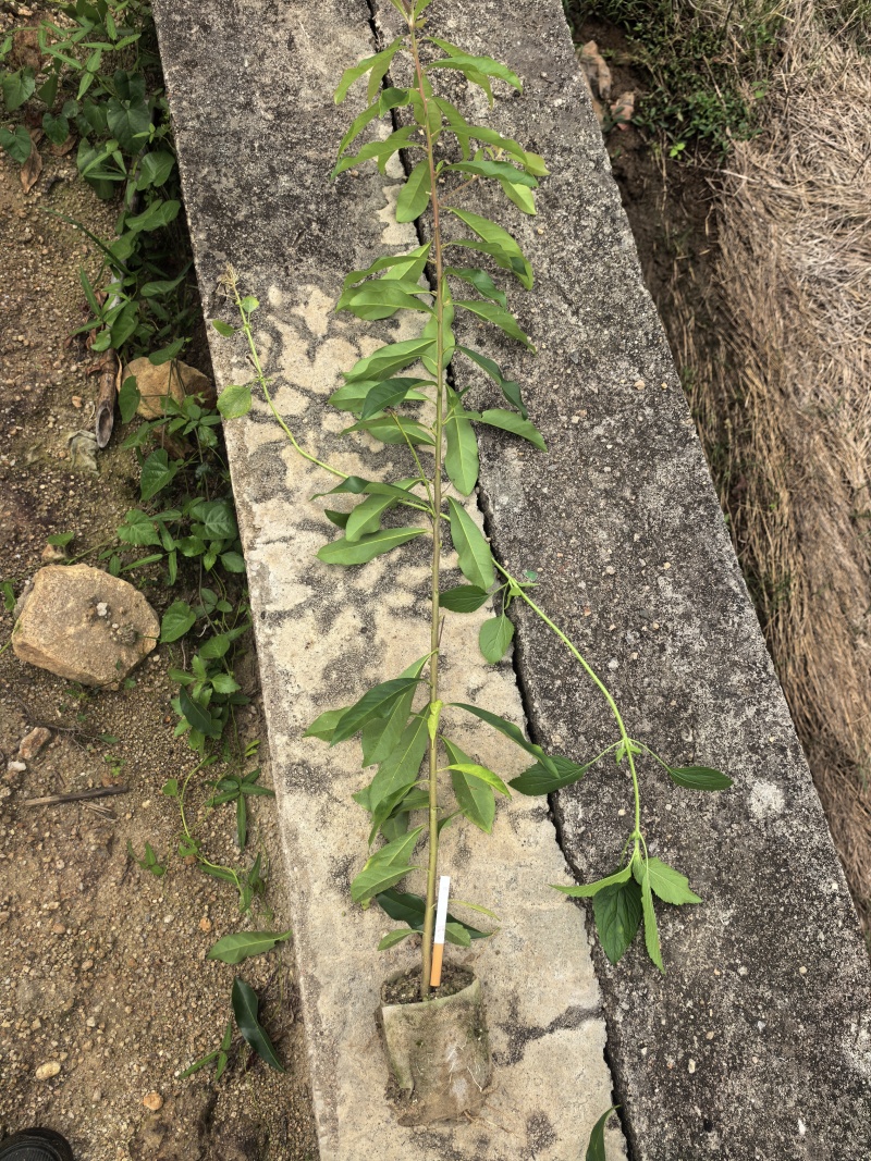 清流县木荷杯苗直销