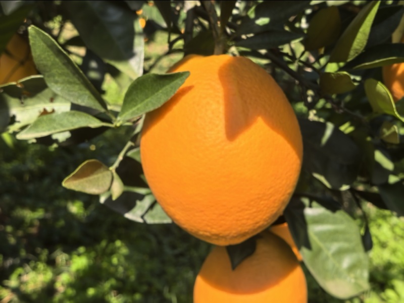 脐橙橙子🍊纽荷尔宜昌价格美丽色均匀口感好对接全国